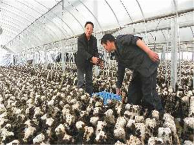 食用菌的遺傳、育種和栽培